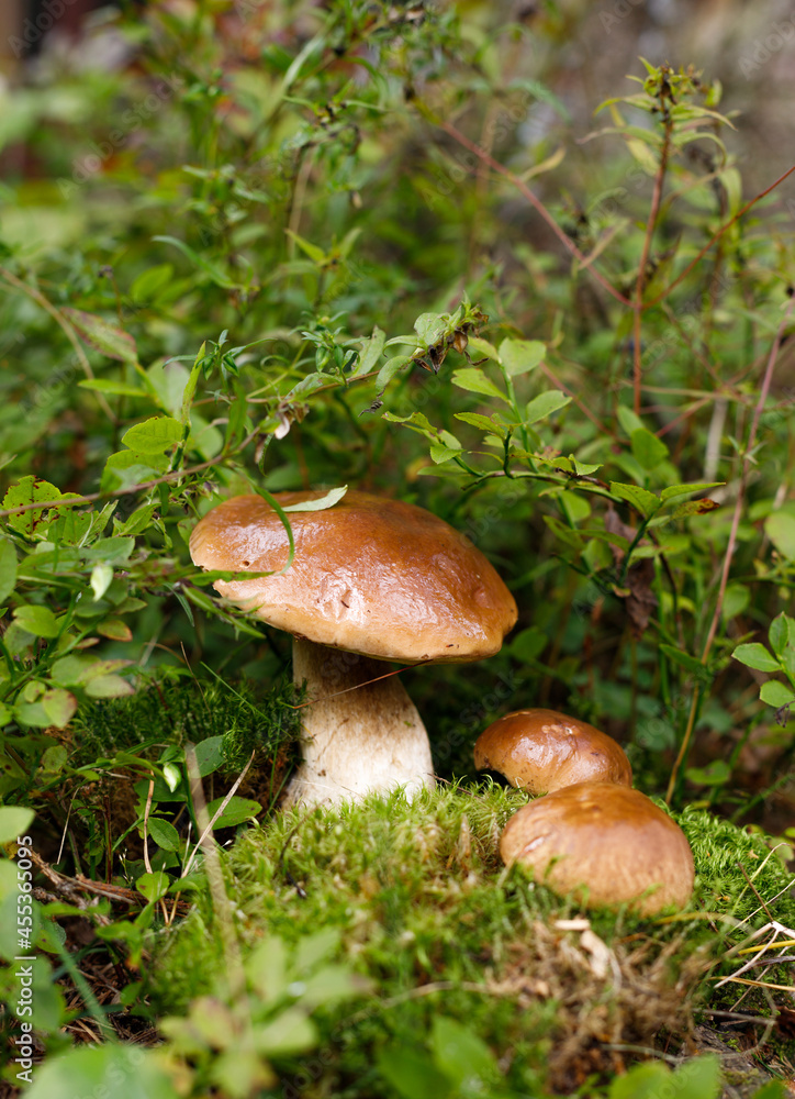 Porcini mushrooms growing in the moss . Vertical frame, selective focus. Porcini mushrooms growing in the moss . Vertical frame, selective focus.