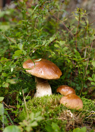 Porcini mushrooms growing in the moss . Vertical frame, selective focus.