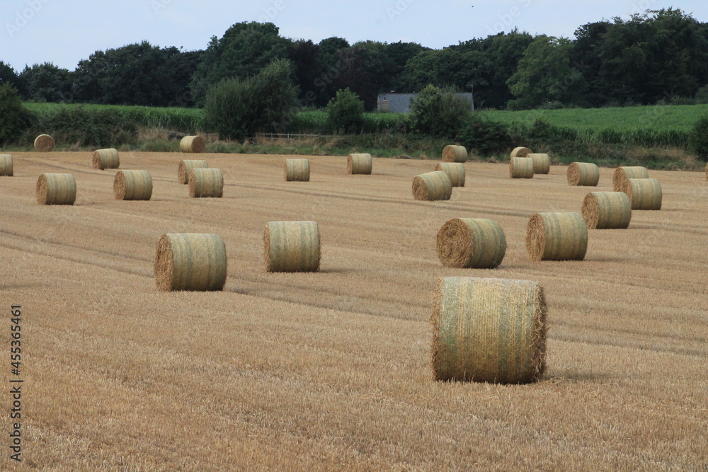 Straw bales in a field on a summer's day in July with blue sky and trees in West Yorkshire UK