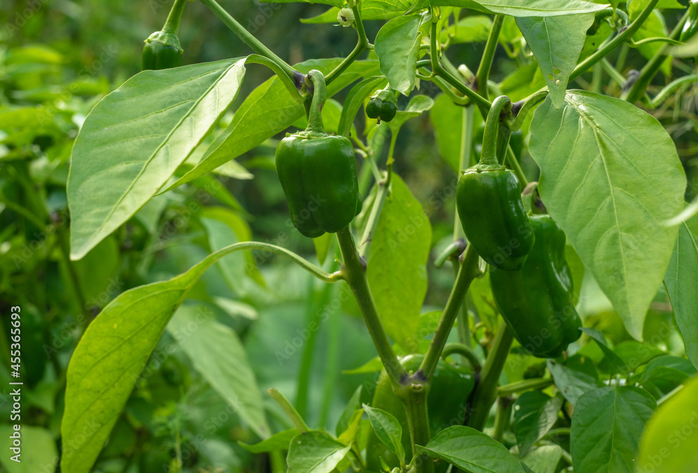 A bush with green peppers on a plantation in the garden. Harvesting. A bush with green peppers on a plantation in the garden. Harvesting.