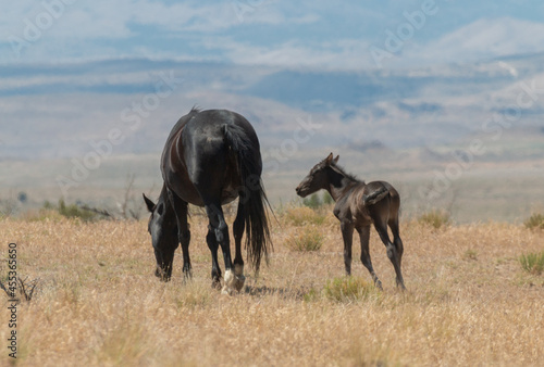 Wild Horse Mare With Her Foal in Utah