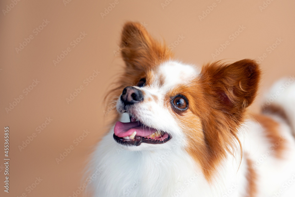 Papillon dog in front of a tan backdrop. Studio dog photography Papillon dog in front of a tan backdrop. Studio dog photography