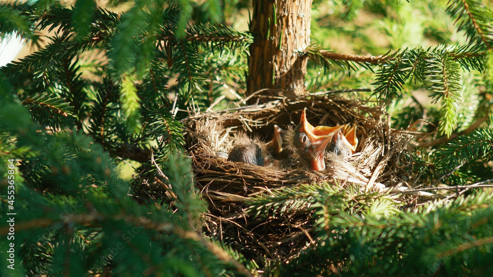 Obraz premium birds in the nest