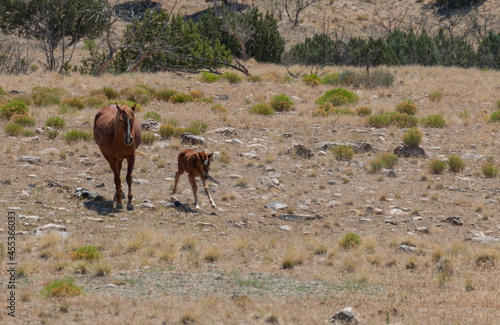 Wild Horse Mare With Her Foal in Utah