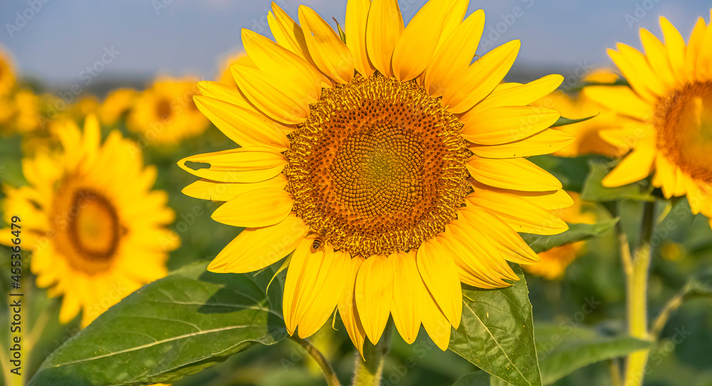 Fleur de tournesol avec une abeille dans un champs. Fleur de tournesol avec une abeille dans un champs.