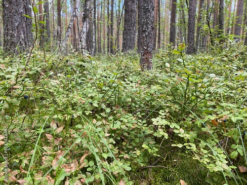 Fototapeta Naklejka Na Ścianę i Meble -  spring in the woods