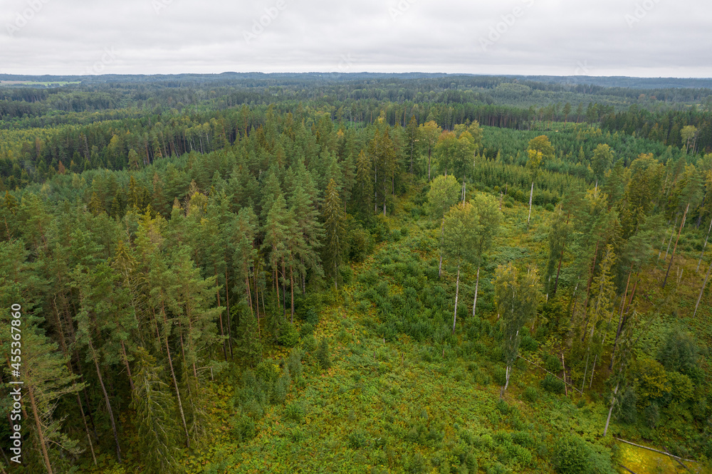 Aerial view from drone on bogs, withered grey trees, gallant pine and birch forests in different colors such as light, dark green, emerald, yellow