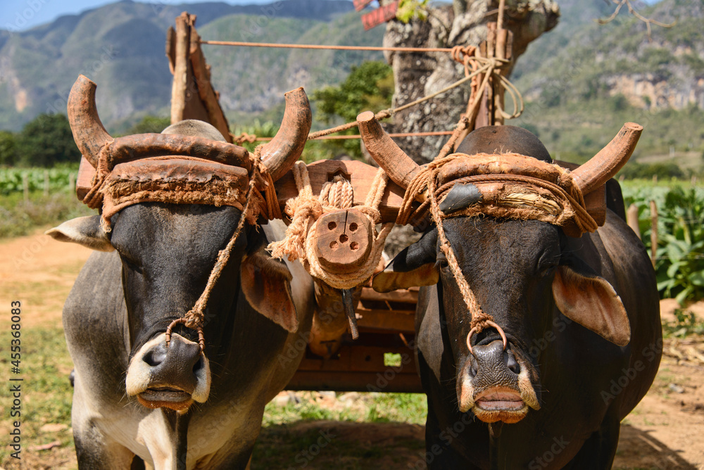 Buffalo from the tobacco farms of the Viñales Valley, Cuba