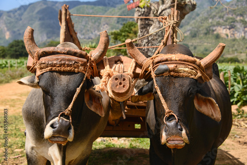 Canvas Print Buffalo from the tobacco farms of the Viñales Valley, Cuba