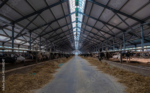 Stalls of a modern barn with cows and rows of special feed. A modern dairy cow farm in Russia