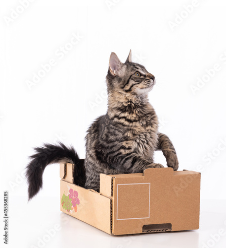 Cute gray tabby kitten in a cardboard box