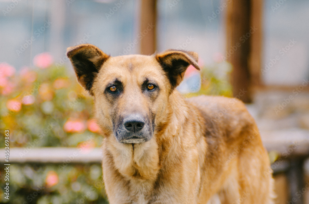 portrait of german shepherd dog in the field portrait of german shepherd dog in the field
