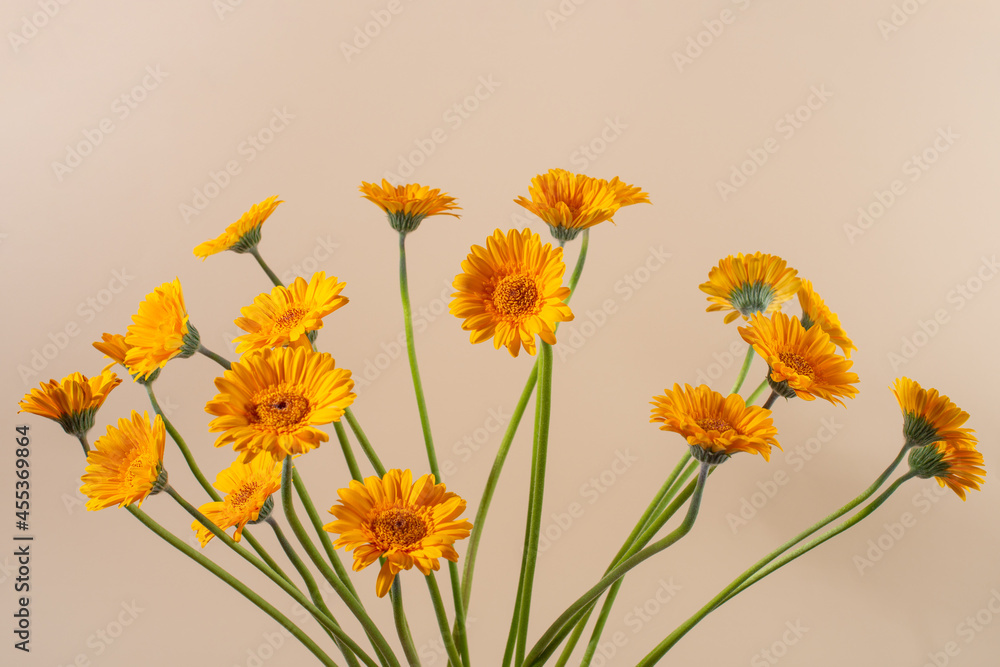 Gerbera flowers bouquet isolated on a beige background. Gerbera flowers bouquet isolated on a beige background.