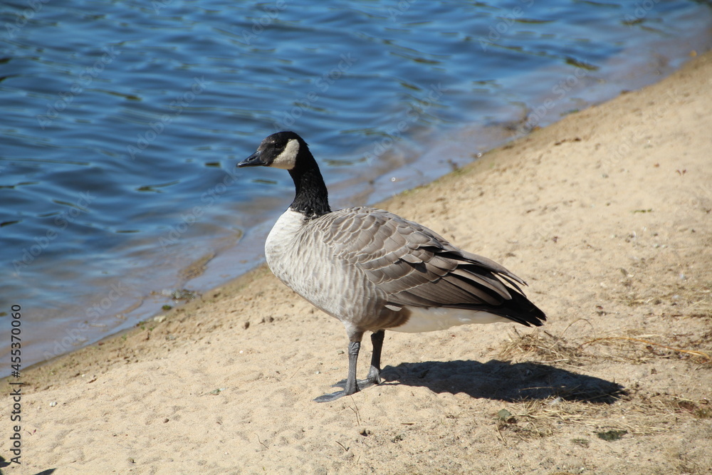 Beach Goose, William Hawrelak Park, Edmonton, Alberta Beach Goose, William Hawrelak Park, Edmonton, Alberta
