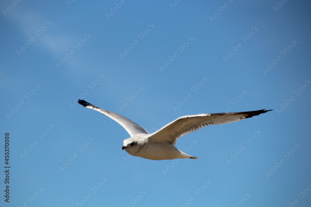 Gull In Flight, William Hawrelak Park, Edmonton, Alberta Gull In Flight, William Hawrelak Park, Edmonton, Alberta