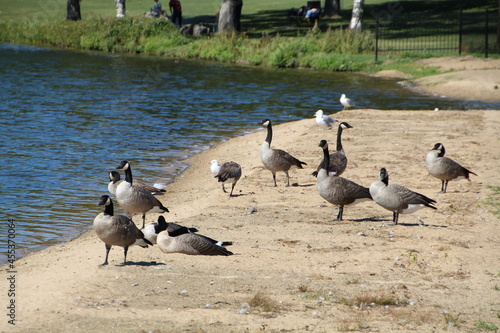 Geese Enjoying The Sand, William Hawrelak Park, Edmonton, Alberta