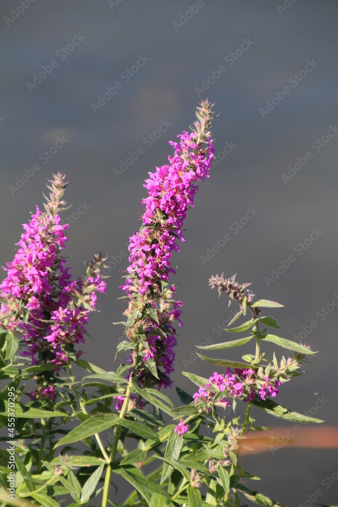 Fototapeta premium Purple Bloom, William Hawrelak Park, Edmonton, Alberta