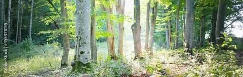 Fotografiet Picturesque scenery of the dark green beech forest, mighty tree trunks close-up
