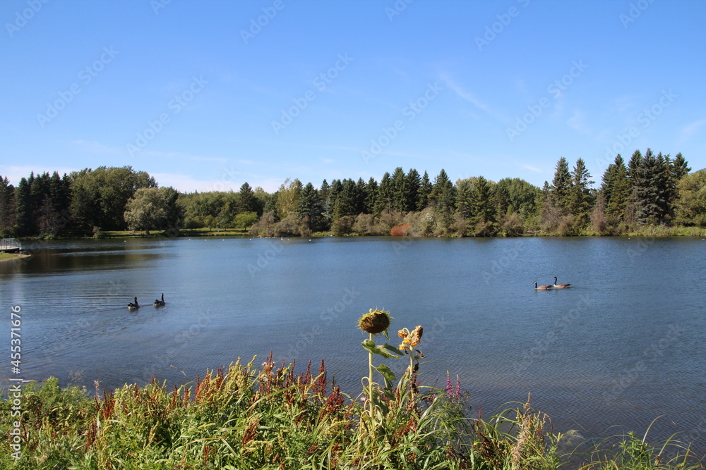 Obraz premium Septemeber On The Lake, William Hawrelak Park, Edmonton, Alberta