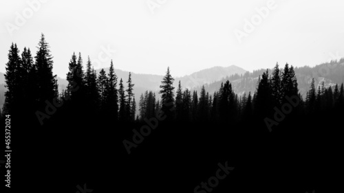 Silhouette of a pine tree forest and mountain landscape, USA