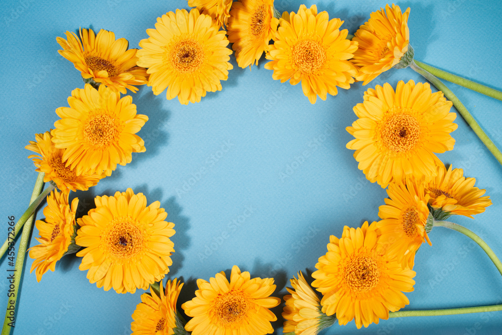 Fototapeta premium Yellow gerbera flowers frame on blue background.