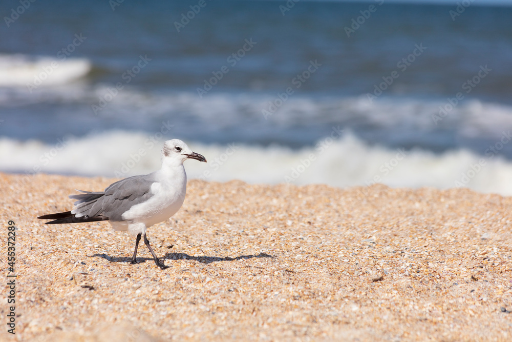 Closeup of Nonbreeding adult Laughing Gull along a beautiful Florida Beach Closeup of Nonbreeding adult Laughing Gull along a beautiful Florida Beach