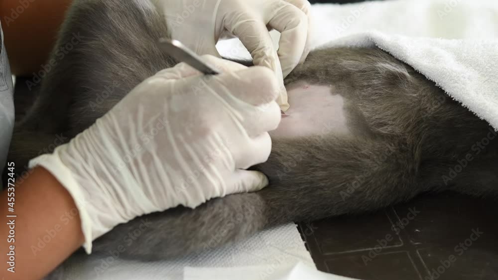 manos de una veterinaria haciendo una esterilizacion de gata cortando piel manos de una veterinaria haciendo una esterilizacion de gata cortando piel