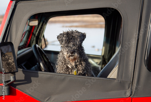 An eye level view of a Kerry Blue Terrier with its head hanging out of the driver side window of a parked vehcile photo