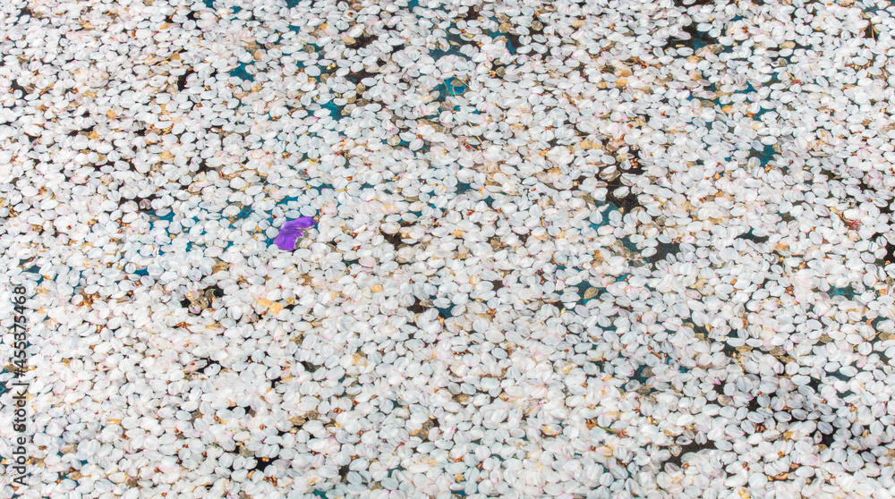 Flower petals floating in the pond. Flower petals floating in the pond.
