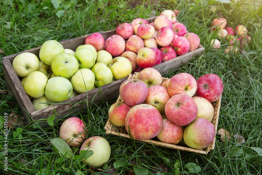 Organic apple harvest in wooden box and basket in grass. Freshly harvested different colorful apples in garden Organic apple harvest in wooden box and basket in grass. Freshly harvested different colorful apples in garden