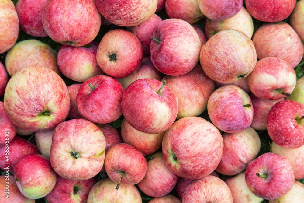 Many red pink apple, background texture. Freshly harvested organic colorful apples close up Many red pink apple, background texture. Freshly harvested organic colorful apples close up