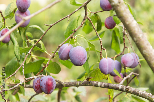 Ripe organic purple plums fruits on plum tree branch close up in garden