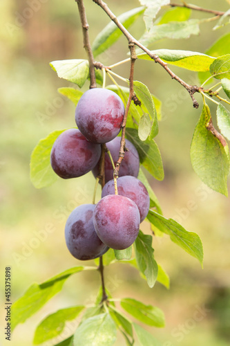 Ripe organic purple plums berries on plum tree branch close up in garden