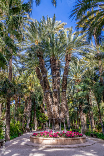 Photography The Imperial Palm Tree, an oddity with seven grown shoots, is an attraction at Elche's Huerto Del Cura botanical garden