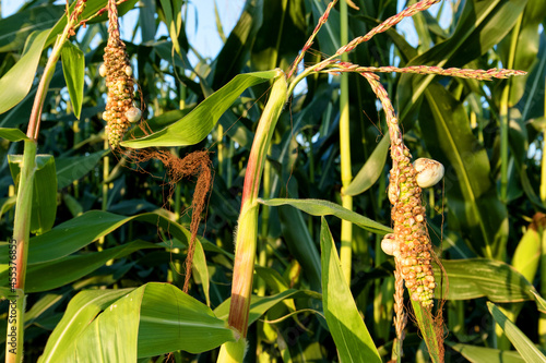 Corncob - Corn plant on the cornfield with Corn smut, Huitlacoche corn blight photo