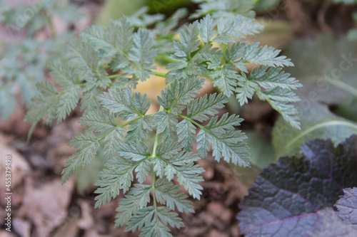 detail of a hemlock leaf in the organic garden photo