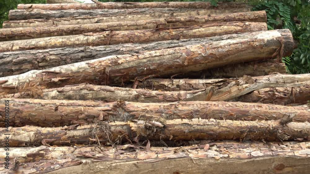Slow pan from big wood tree log or timber stack in the forest to trees with sky Slow pan from big wood tree log or timber stack in the forest to trees with sky