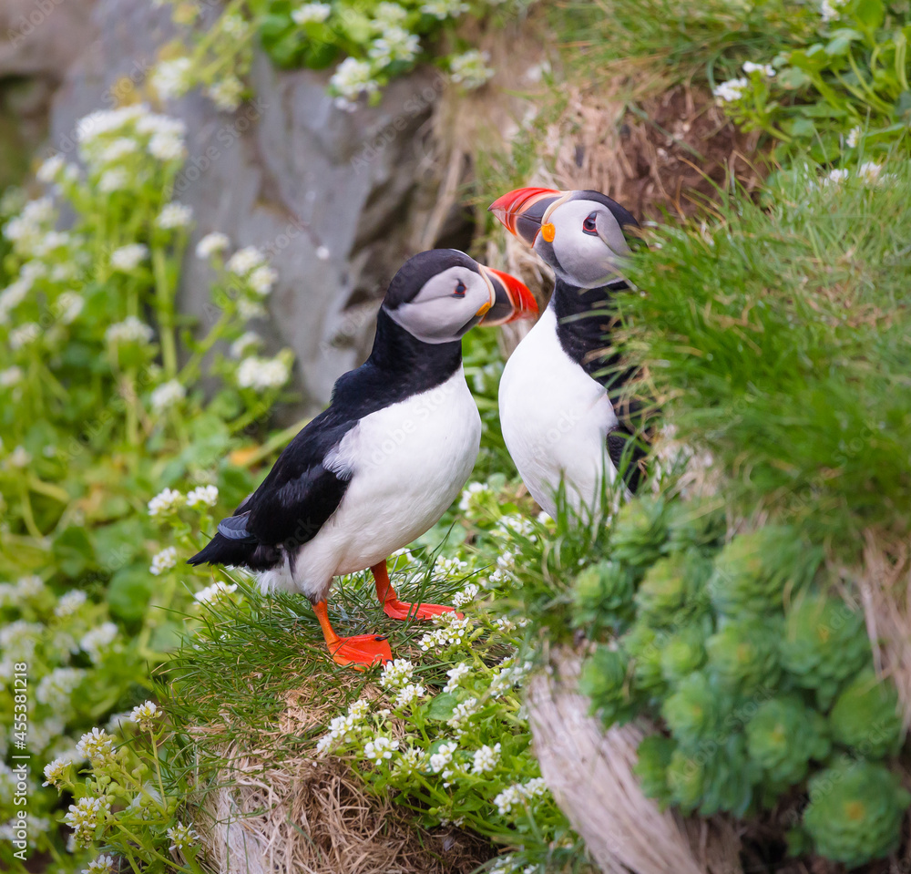 Naklejka premium atlantic puffin bird pair