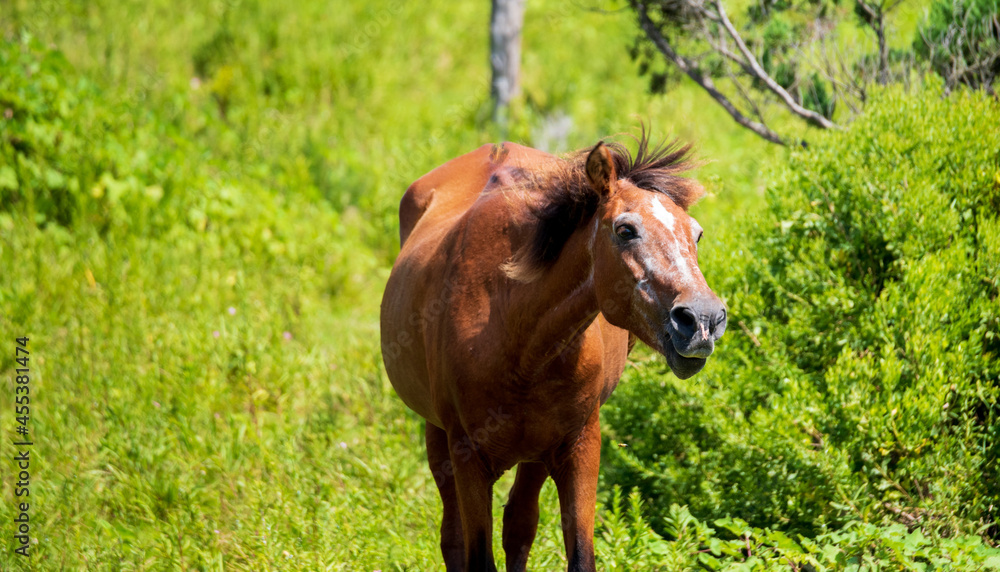 Wild Horses on Ocracoke Wild Horses on Ocracoke
