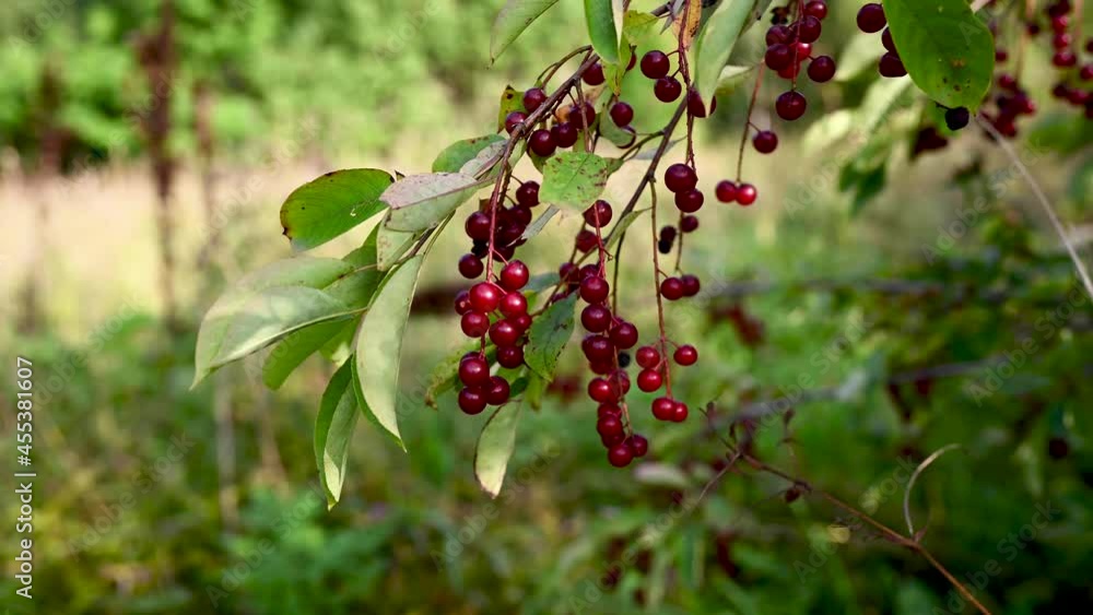 Honeysuckle is a poisonous shrub with red berries, illuminated by the sun. Lonicera xylosteum. High quality 4k footage Honeysuckle is a poisonous shrub with red berries, illuminated by the sun. Lonicera xylosteum. High quality 4k footage