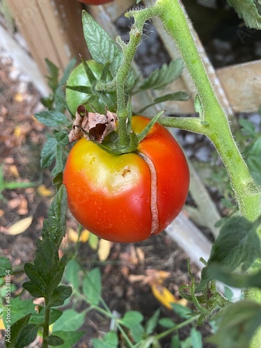 Cracked Garden Tomato