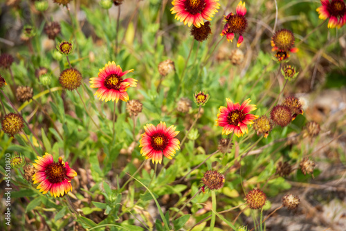 Coneflowers at the Beach