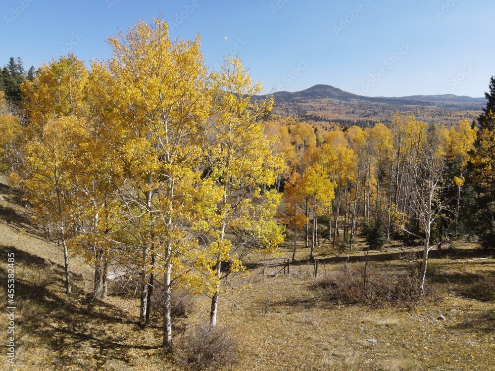 Changing fall colors of the aspen trees in the Northern New Mexico mountains