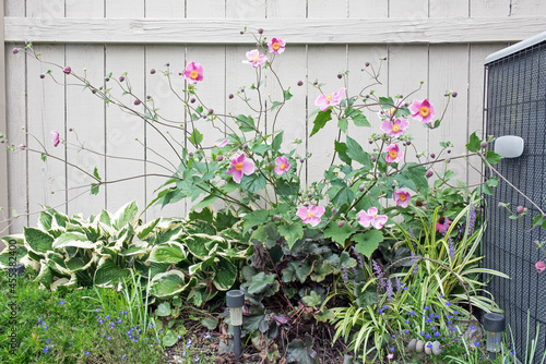Fall Garden with Pink Towering Japanese Anemones