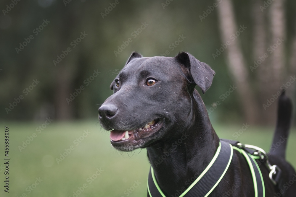 patterdale terrier