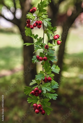 The fruit of Common Hawthorn (Crataegus monogyna) tree during autumn photo