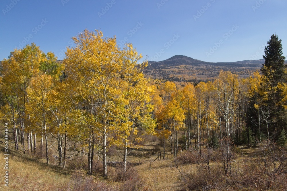 Fototapeta premium Changing fall colors of the aspen trees in the Northern New Mexico mountains