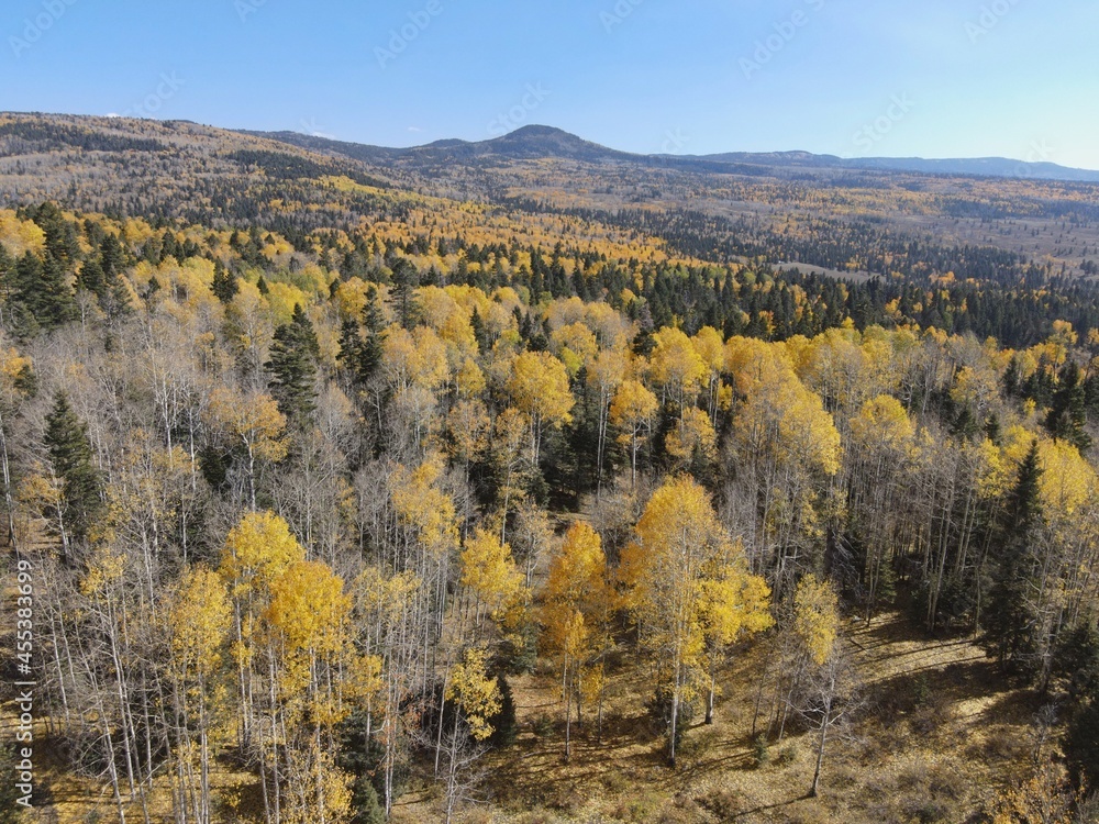 Naklejka premium Changing fall colors of trees in Northern New Mexico