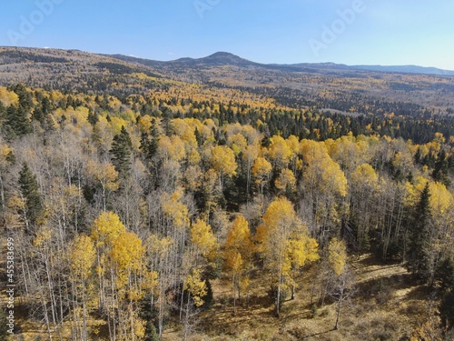 Changing fall colors of  trees in  Northern New Mexico photo