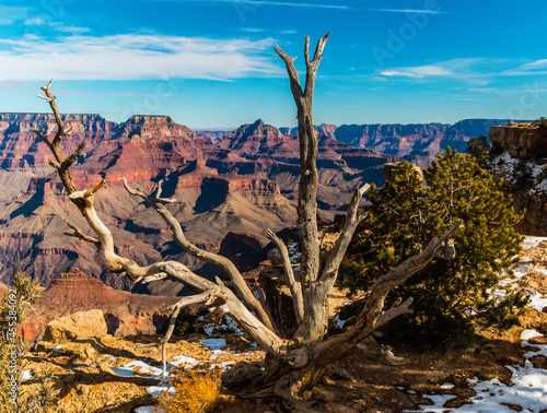 Pinyon Pine Trees and Zoroaster Temple on The South Rim, Grand Canyon National Park, Arizona, USA
